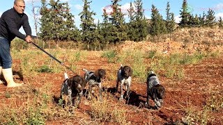 Dressage Chien de Chasse Braque Allemand  Elevage Meknes [upl. by Odnesor]