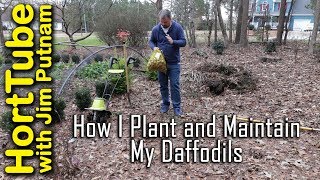 How I Plant and Maintain Daffodil Bulbs Narcissus💐 [upl. by Nnaecyoj]