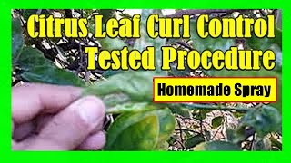 Citrus Leaf Curl Homemade Oil Spray Lemon Tree Diseases and Treatment [upl. by Hardin]