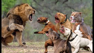 5 Pitbull VS Lion Real Fight  Trained Pitbull Dogs Against Lion [upl. by Kristoforo]