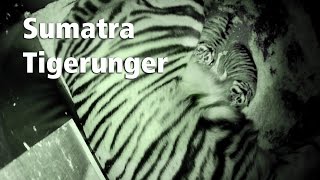 Sumatra Tigerunger [upl. by Htedirem]