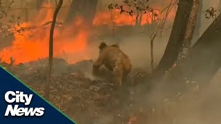 480M animals potentially killed in Australia wildfires [upl. by Winfrid]