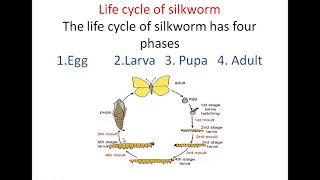 Life cycle of SILKWORM [upl. by Gerger]