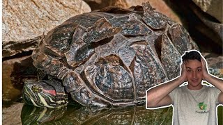 Turtle Shell Peeling The REAL Reason Why Turtles Shed Their Shell [upl. by Ocisnarf]