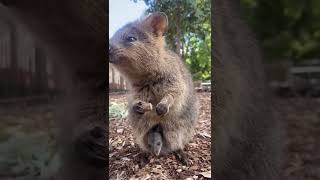 Worlds Happiest Animal The quokka [upl. by Ssac]