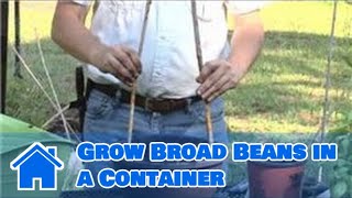 Container Gardening  How to Grow Broad Beans in a Container [upl. by Caty]