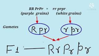 Supplementary Gene Action  Gene Interaction Genetics [upl. by Anwat]