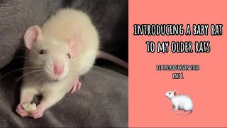 The 3 Main Ways to Introduce Pet Rats plus Pros and Cons of each method [upl. by Ahseia280]