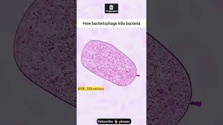 How Bacteriophage  Virus  kills Bacteria 🦠 neetpreparation motivation animation shots [upl. by Fabe693]