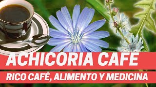 ACHICORIA PROPIEDADES RICO CAFÉ ALIMENTO Y MEDICINA 2020 Chicorium intybus [upl. by Adieno]