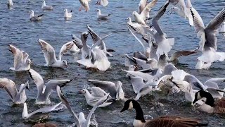 Kittiwake Call  kittiwake and black headed gull feeding sound [upl. by Lorilyn]