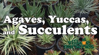 Agaves Yuccas and Succulents  Village Nurseries [upl. by Anayad]