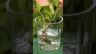 SIMPLEST Aglaonema PROPAGATION [upl. by Napoleon]