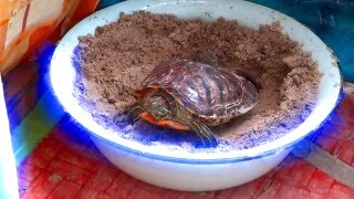 Красноухая черепаха trachemys scripta откладывает яйца [upl. by Atworth]