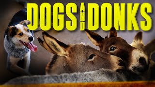 Dogs and Donkeys  Horse Shelter Heroes S4E5 [upl. by Frolick]