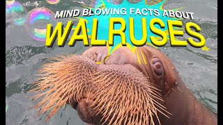 Why Walruses Whistle  MindBlowing Facts About the Walrus [upl. by Affay]