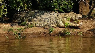 Giant Crocodile in Bhitarkanika Odisha in eastern India [upl. by Yenots]