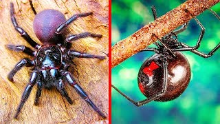 10 ANIMALES más VENENOSOS de MÉXICO 🐍🕷️ ¡CUIDADO con ELLOS ⚠️ [upl. by Acinomal]