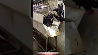 poultry chicken slaughterhouse abattoir electric waterbathing stunning machine [upl. by Schifra]