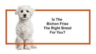 Everything you need to know about Bichon Frise puppies 2019 [upl. by Katharina]