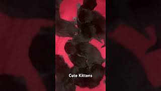 Just born kittens cats animals kitten cute love [upl. by Ahsimek]