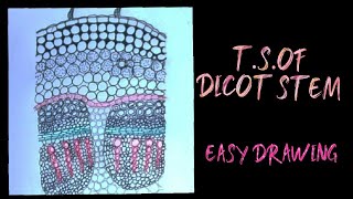 How to draw TS of dicot stem easily [upl. by Ricca]