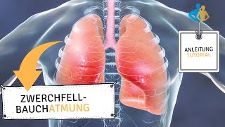 ZWERCHFELLATMUNG Anleitung Tutorial zum mitmachen  deutsch [upl. by Gould]