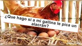 🐓ANTÍDOTO para picaduras de alacrán🦂 en  GALLINAS 🐣 [upl. by Chilcote806]