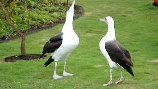 Laysan Albatross Courtship Dance [upl. by Lengel96]