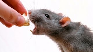 How to Feed a Rat  Pet Rats [upl. by Ellednahc]