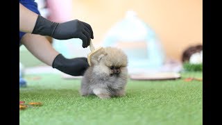 Tiniest and Cutest Teacup Pomeranian Puppy [upl. by Alacim]