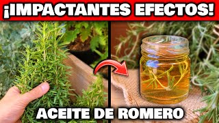 Los MILAGROS del ACEITE de ROMERO CASERO Usos y BENEFICIOS  Cómo hacer Aceite de Romero Esencial [upl. by Leonhard552]