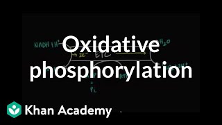 Regulation of Oxidative Phosphorylation [upl. by Ahdar358]