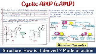 Cyclic AMP  cAMP [upl. by Neirda502]