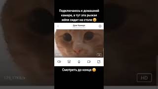 ПРОВЕРКА КОТА ЧЕРЕЗ КАМЕРУ  tiktok kotyakz [upl. by Oivaf]