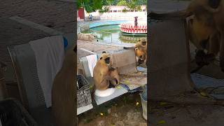 monkey baby monkeyvideo bandar monkey [upl. by Dhumma602]