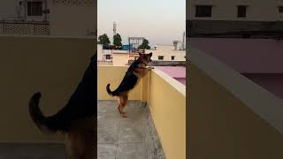 German Shepherd dog barking  gsd dog barking  dog barking  puppy barking [upl. by High719]