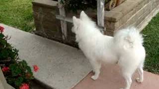 American eskimo barking [upl. by Micaela22]