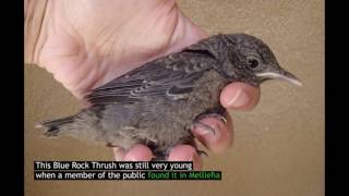 First ever Blue Rock Thrush rehabilitated by BirdLife Malta [upl. by Papotto950]