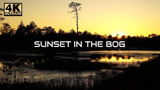 Arvo Pärt  Spiegel im Spiegel 1 hour  sunset in the Estonian bog 4K [upl. by Tore]