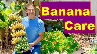 How To Grow Banana Plants In 14 Days Tissue Culture Method [upl. by Brelje]