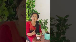 Ficus Bonsai  Maintenance  Care  Tips [upl. by Sopher]