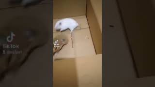 hamster fighting  hamsters [upl. by Ardnek]