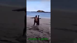 Venado vs gordo 😂 [upl. by Takeshi]