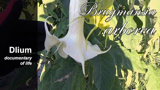 Angels trumpet Brugmansia arborea [upl. by Aicssej236]