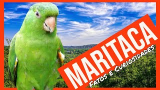 Como vivem as MARITACAS  Fatos e curiosidades  aves selvagens [upl. by Annoek473]