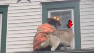 Firefighter Saves Dog From Fire What Dog Did After Rescue Touches Everyone [upl. by Hayilaa]