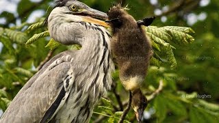 An avian animal predator known as a heron will eat enormous animal meals whole [upl. by Adleme]