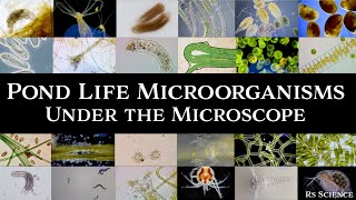 Microscopic Organisms in a Drop of Pond Water  Complete Collection [upl. by Milde]