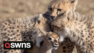 Cheetah cubs play with a gazelle  before a BABOON steals it  SWNS [upl. by Ralston]